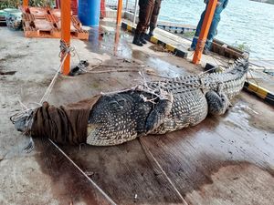 BKSDA Evakuasi Buaya Riska dari Sungai Guntung Usai Sempat Ditolak Ambo BKSDA Evakuasi Buaya Riska dari Sungai Guntung Usai Sempat Ditolak Ambo