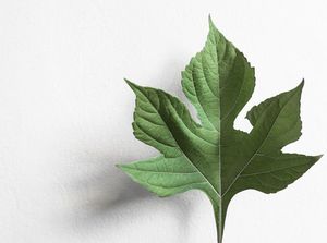 6 Manfaat Daun Insulin untuk Tubuh, Salah Satunya Cegah Diabetes