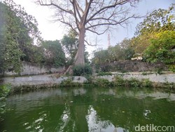 Pelajar SMP Tewas Tenggelam Berenang di Sendang Jublang Giri Gajah Gresik