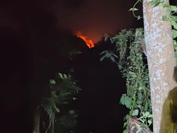 Lereng Argopuro yang Terbakar Hutan Cemara dan Dipenuhi Alang-alang