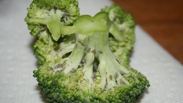 Jijik! Alami Momen Apes, 10 Makanan Netizen Diganggu Serangga