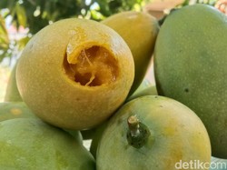 Cara Asyik Nikmati Mangga Legendaris Indramayu: Dikenyot!