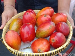 Merah Merona Mangga Garifta dari Indramayu, Bisa Dikupas Kayak Pisang