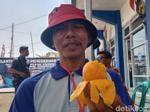 Uniknya Mangga Garifta Merah Indramayu, Bisa Dikupas Seperti Pisang