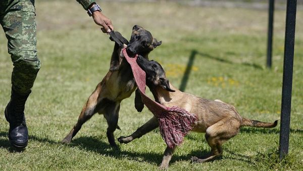 Melihat Pendidikan Dasar Anjing Pelacak di Meksiko