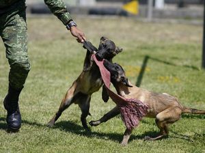 Melihat Pendidikan Dasar Anjing Pelacak di Meksiko