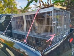 Warga Boyolali Tangkapi Monyet Pakai Perangkap, Dinas: Akan Direlokasi