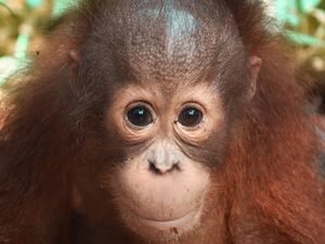 Mengenal Onyer, Bayi Orangutan Pemeran Sayu di Petualangan Sherina 2 Mengenal Onyer, Bayi Orangutan Pemeran Sayu di Petualangan Sherina 2