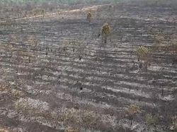 Obat Nyamuk Diduga Jadi Alat Bakar Lahan TN Way Kambas, Ini Alasannya