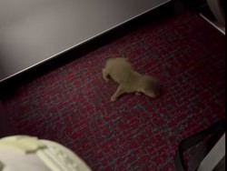 Aduh, Aduh, Penumpang Bawa Ular dan Otter di Pesawat, Penerbangan Kacau!
