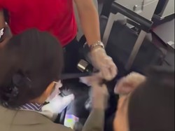 Penumpang Sepesawat Heboh gegara Muncul Banyak Hewan Misterius