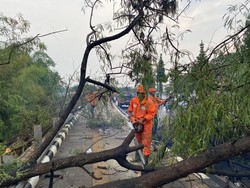 Pohon Tumbang di Stadion Pakansari Bogor Akibat Hujan Deras