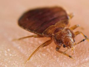 Kutu Busuk di Rumah Jangan Didiemin, Ini Bahaya Gigitan dan Cara Mengatasinya Kutu Busuk di Rumah Jangan Didiemin, Ini Bahaya Gigitan dan Cara Mengatasinya