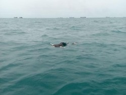 Geger Penemuan Mayat di Laut Genggam Dua Potongan Jari Manusia