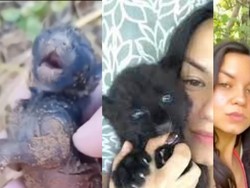 Viral Wanita Selamatkan Bayi Panther Dikira Anak Kucing