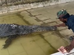 Buaya Riska Ngambek Tak Mau Makan Saat Dikunjungi Ambo di Penangkaran