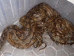 Belasan Anak Ular Sanca Ditemukan di Gorong-gorong Depan RS Banjar