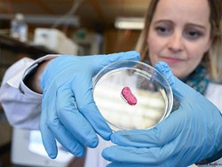 Benarkah Daging Buatan Laboratorium Mengandung Sel Kanker?