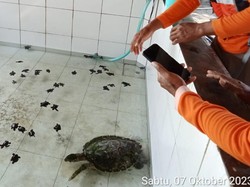 Penyu Sisik Terdampar di Pantai Mlarangan Kulon Progo, Begini Kondisinya