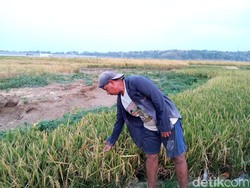 Air Menyusut, Waduk Setupatok Cirebon Disulap Jadi Lahan Pertanian