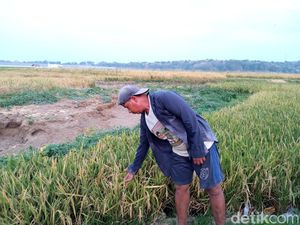 Air Menyusut, Waduk Setupatok Cirebon Disulap Jadi Lahan Pertanian Air Menyusut, Waduk Setupatok Cirebon Disulap Jadi Lahan Pertanian
