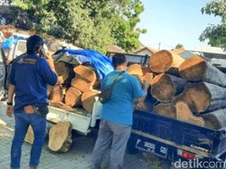 Pembalakan Liar di Baluran Situbondo Digagalkan, Pelaku Berhasil Kabur