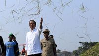 Ditemani Plt Mentan, Jokowi Panen Raya Padi di Subang