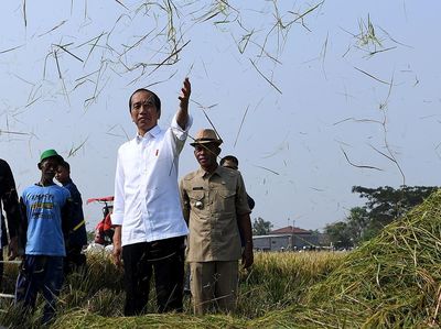 Ditemani Plt Mentan, Jokowi Panen Raya Padi di Subang