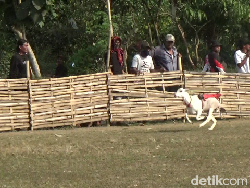 Peserta dari 3 Kabupaten Beradu Seru di Karapan Kambing Lumajang