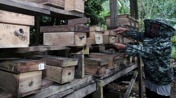Kemarau, Produksi Madu Trigona Turun