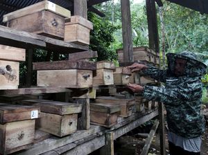 Kemarau, Produksi Madu Trigona Turun