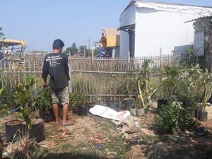 Kemarau Bikin Orang Ogah Beli Tanaman, Pedagang Merana Kemarau Bikin Orang Ogah Beli Tanaman, Pedagang Merana