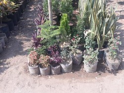 Dilema Pedagang Tanaman Saat Kemarau: Dibuang Rugi, Diselamatkan Modal Bengkak