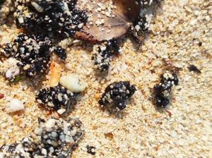 Terkuaknya Kandungan Air Terkontaminasi Gumpalan Hitam Pantai Gunungkidul Terkuaknya Kandungan Air Terkontaminasi Gumpalan Hitam Pantai Gunungkidul