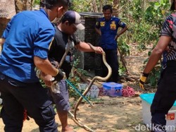 2 Ular 1,5 Meter Dievakuasi Damkar dari Sumur Warga Klaten