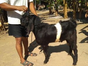 Istimewanya Kambing Ini, Sering Jadi Tumbal Pesugihan Gunung Kawi