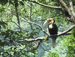 Kabar Baik, Burung Langka Rangkong Ditemukan di Gunung Sanggabuana