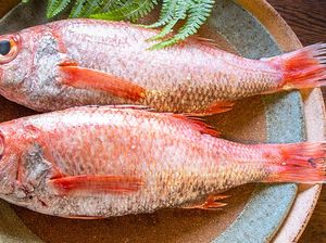 Ini Nodoguro, Ikan Termahal di Korea yang Harganya Rp 300 Ribu Seekor! Ini Nodoguro, Ikan Termahal di Korea yang Harganya Rp 300 Ribu Seekor!