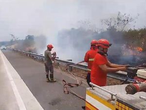 Marak Kasus Kebakaran Lahan di Tol Lampung, Penyebab Ulah Manusia