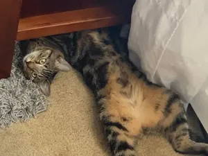 Kumpulan Objek Foto yang Harus Dilihat Lebih Teliti