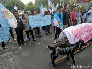 Demo di Depan Pemkab, KNPI Bogor Bawa Kambing-Keranda Mayat Sindir Bupati