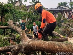 Hujan Pertama di Bondowoso Disertai Angin Kencang Sebabkan Pohon Tumbang