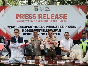 Penyelundupan Benih Lobster ke LN Digagalkan di Soetta, 2 Kurir Ditangkap Penyelundupan Benih Lobster ke LN Digagalkan di Soetta, 2 Kurir Ditangkap