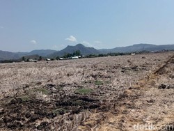 Ternak Kurus-Harga Turun gegara Kekeringan di Manggarai Barat