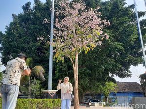 Cantiknya Bunga Tabebuya Bermekaran di Alun-alun Pati, Cocok Buat Healing