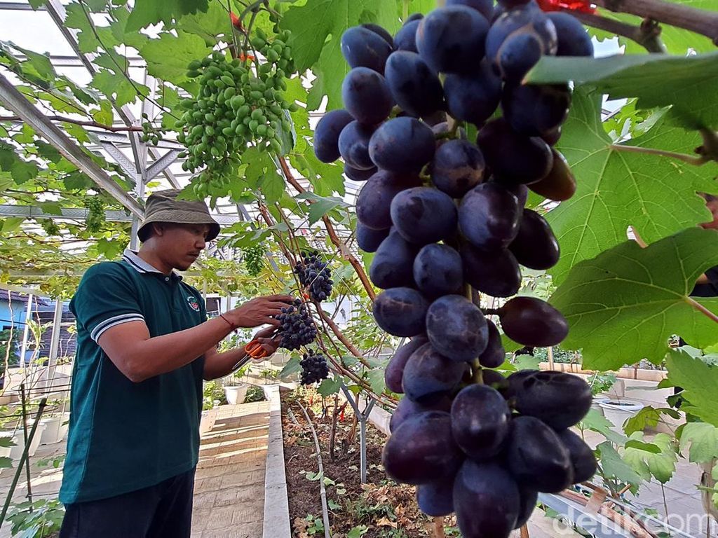 Ustaz di Mojokerto Sukses Budi Daya Anggur Berkelas untuk Agrowisata