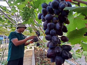 Ustaz di Mojokerto Sukses Budi Daya Anggur Berkelas untuk Agrowisata Ustaz di Mojokerto Sukses Budi Daya Anggur Berkelas untuk Agrowisata
