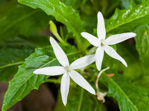 Mengenal Bunga Kitolod, Ciri-ciri, dan Manfaatnya untuk Kesehatan