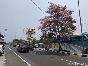 Tabebuya di Magelang Bermekaran, Dinas Lingkungan: 3 Kali Setahun!