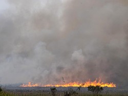 Kemarau Panjang Picu Kasus Kebakaran Lahan di Palopo Naik 5 Kali Lipat